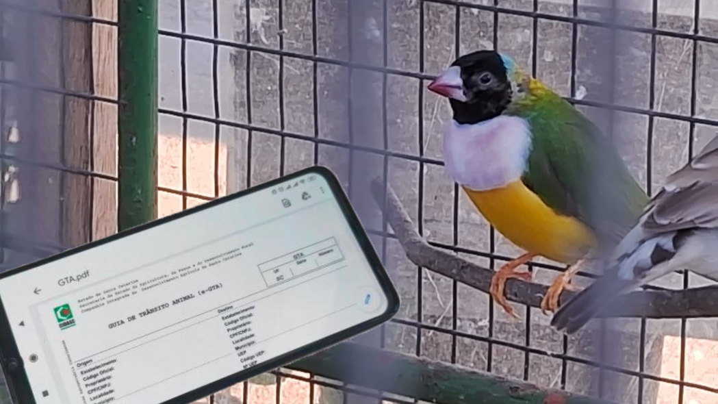 Rádio Educadora 90.3 FM » CIDASC desburocratiza emissão de Guia de Trânsito Animal para aves e animais aquáticos
