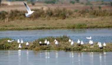 Governo quer fundir Instituto da Conservação da Natureza e Florestas na Agência do Ambiente e nas Comissões Regionais
