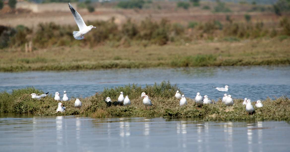 Governo quer fundir Instituto da Conservação da Natureza e Florestas na Agência do Ambiente e nas Comissões Regionais