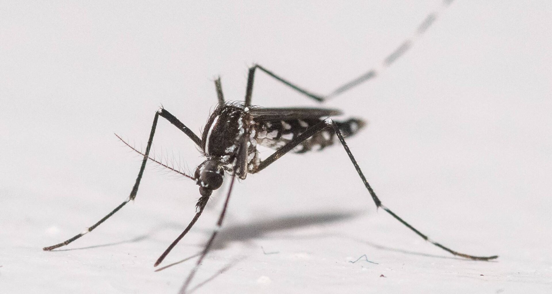 Nova York confirma primeiro caso de chikungunya - 16/10/2025 - Equilíbrio e Saúde