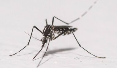 Nova York confirma primeiro caso de chikungunya - 16/10/2025 - Equilíbrio e Saúde
