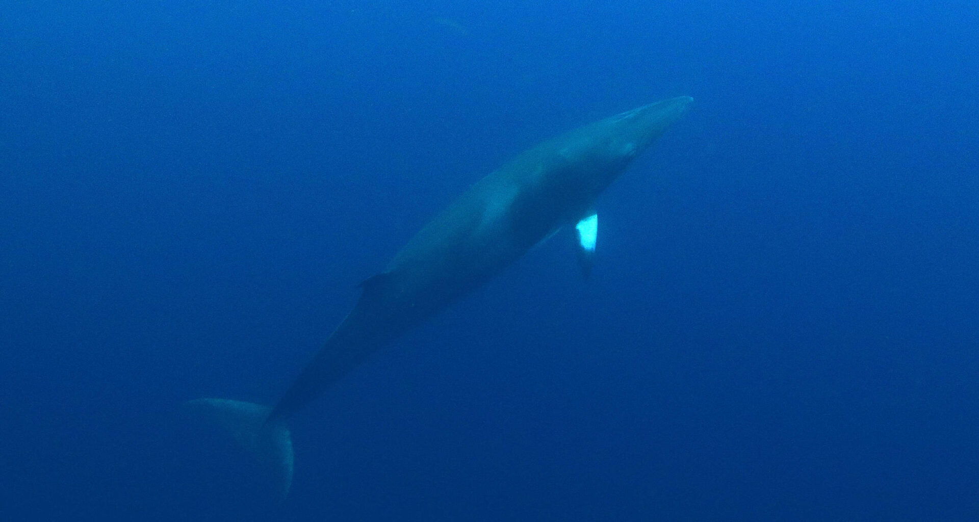 Baleias são os babuínos do mar - 16/10/2025 - Suzana Herculano-Houzel