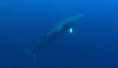 Baleias são os babuínos do mar - 16/10/2025 - Suzana Herculano-Houzel