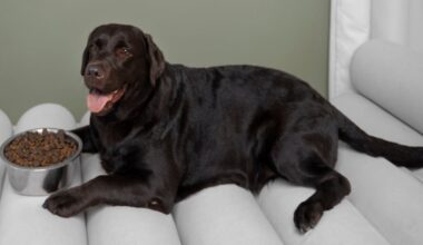 saiba como evitar que seu pet engorde – R7 Entretenimento