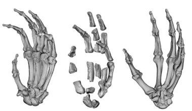 Ancestral tinha mão meio humana e meio de gorila - 18/10/2025 - Ciência