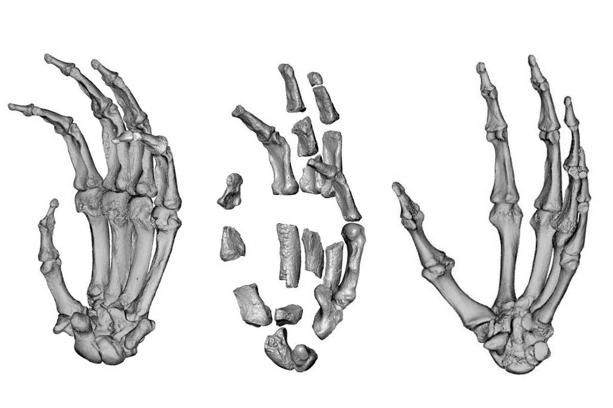 Ancestral tinha mão meio humana e meio de gorila - 18/10/2025 - Ciência