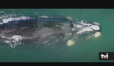 Exclusivo «Terra Forte»: Baleia salva Flor de ser comida por tubarões - Novelas