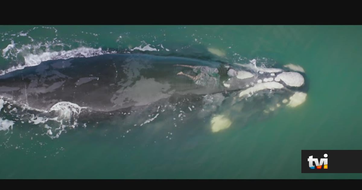 Exclusivo «Terra Forte»: Baleia salva Flor de ser comida por tubarões - Novelas