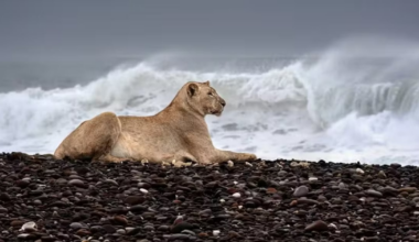Como fotógrafa registrou o ‘único grupo de leões marinhos’ do mundo na África; veja imagens – R7 Entretenimento