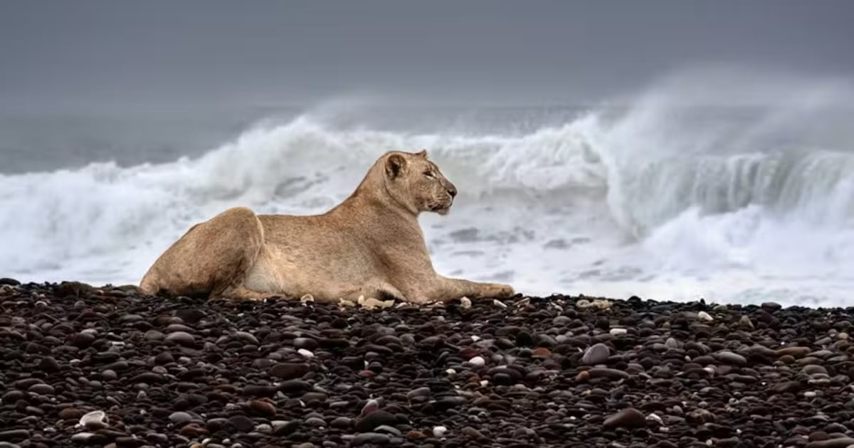 Como fotógrafa registrou o ‘único grupo de leões marinhos’ do mundo na África; veja imagens – R7 Entretenimento