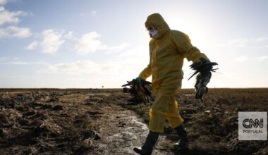 Alemanha alerta que gripe das está "a espalhar-se rapidamente" pelo país