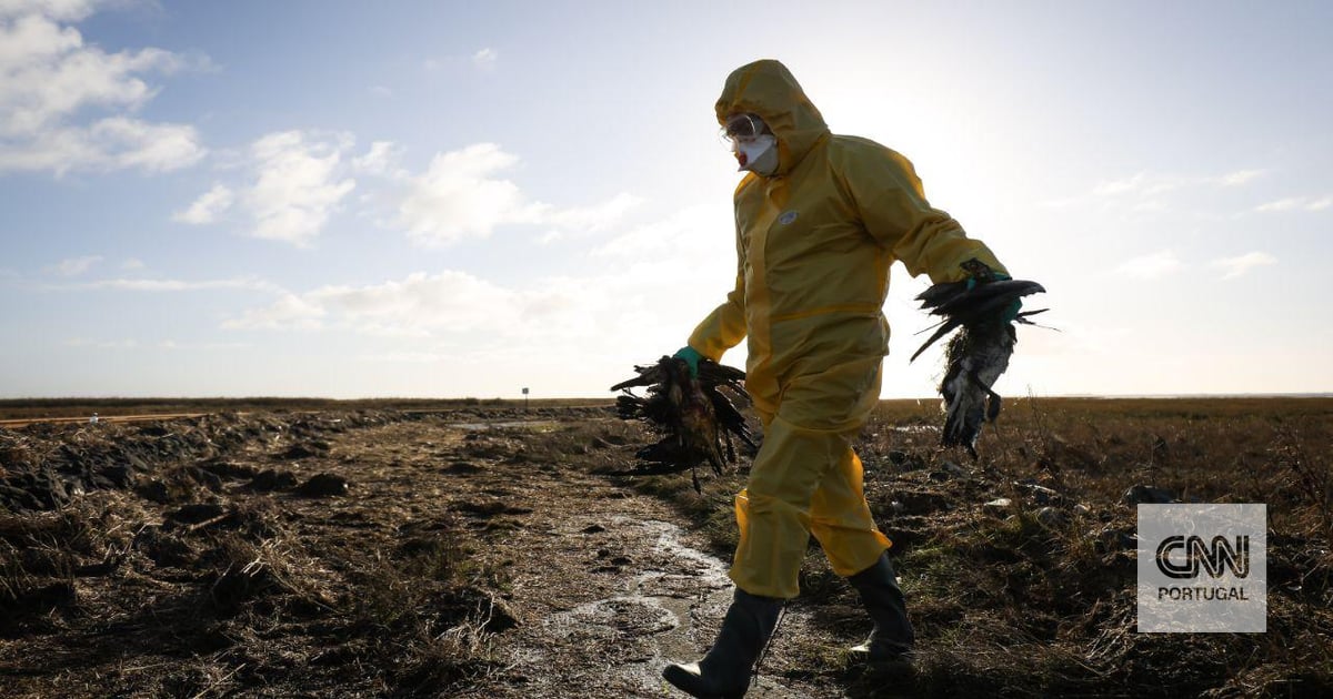 Alemanha alerta que gripe das está "a espalhar-se rapidamente" pelo país