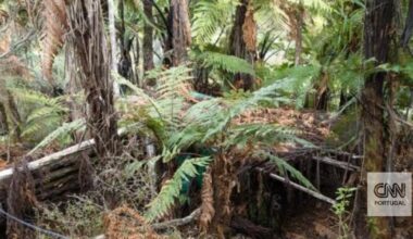 Nova Zelândia. As imagens dos acampamentos secretos de Tom Phillips, o pai que escondeu os filhos do mundo durante quase quatro anos