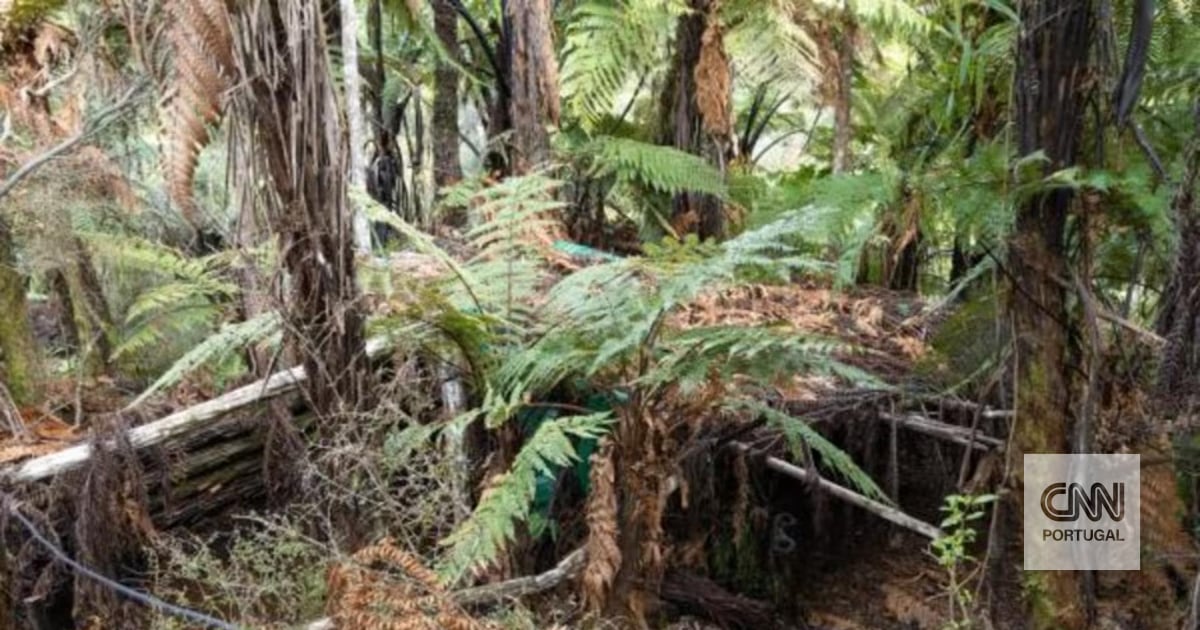 Nova Zelândia. As imagens dos acampamentos secretos de Tom Phillips, o pai que escondeu os filhos do mundo durante quase quatro anos