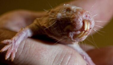 Mamífero pode guardar segredo genético para vida longa - 26/10/2025 - Ciência