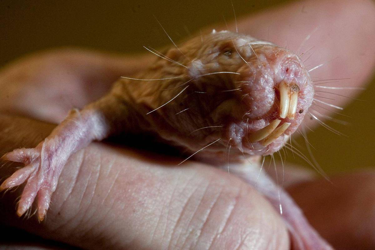 Mamífero pode guardar segredo genético para vida longa - 26/10/2025 - Ciência