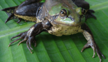 Benjamin Button? Como é o sapo que encolhe de tamanho à medida que envelhece – R7 Entretenimento