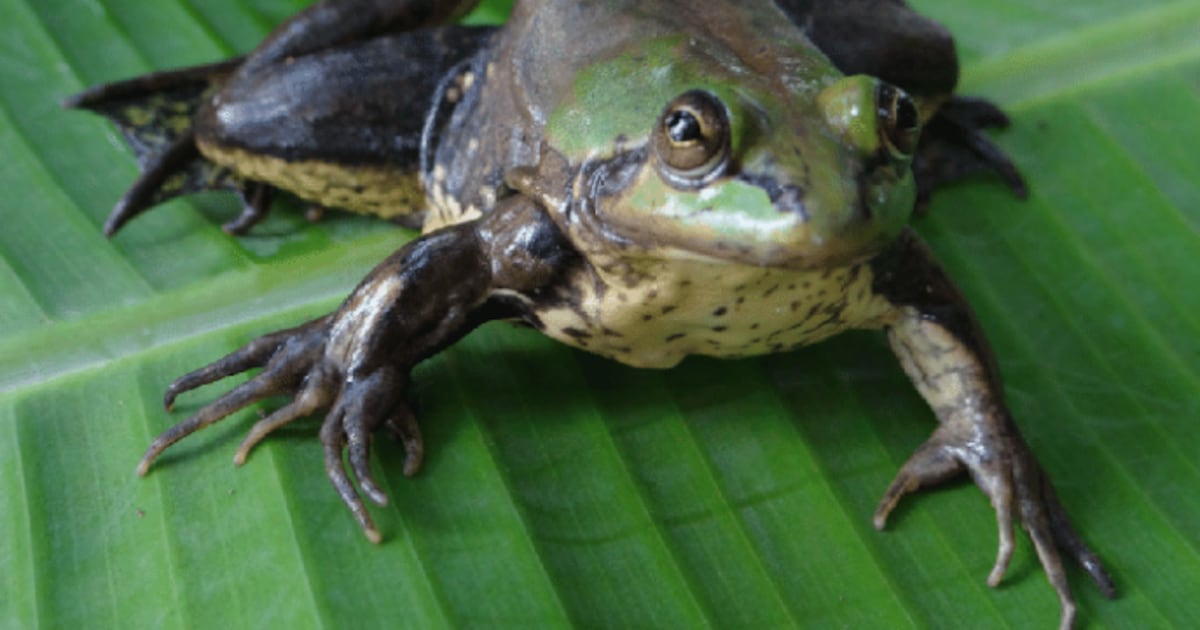 Benjamin Button? Como é o sapo que encolhe de tamanho à medida que envelhece – R7 Entretenimento