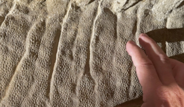 Cientistas revelam mistério centenário envolvendo múmias de dinossauros; entenda – Noticias R7