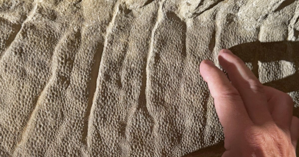 Cientistas revelam mistério centenário envolvendo múmias de dinossauros; entenda – Noticias R7