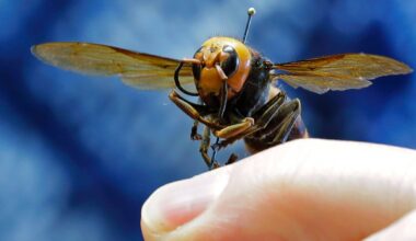 Galiza: vespa asiática faz três mortos em menos de duas semanas