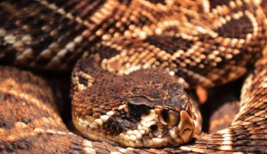 Cobras têm amigos? Ciência diz que espécies gostam da companhia umas das outras – R7 Entretenimento