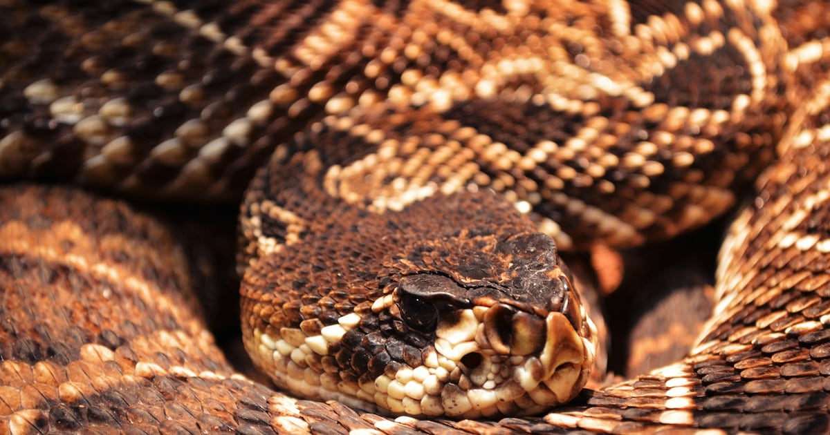 Cobras têm amigos? Ciência diz que espécies gostam da companhia umas das outras – R7 Entretenimento