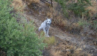 Fenómeno raro captado em fotografia na vizinha Espanha: um lince-ibérico branco