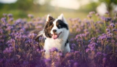 Os pets precisam de atenção redobrada durante a primavera(Imagem: nik174
