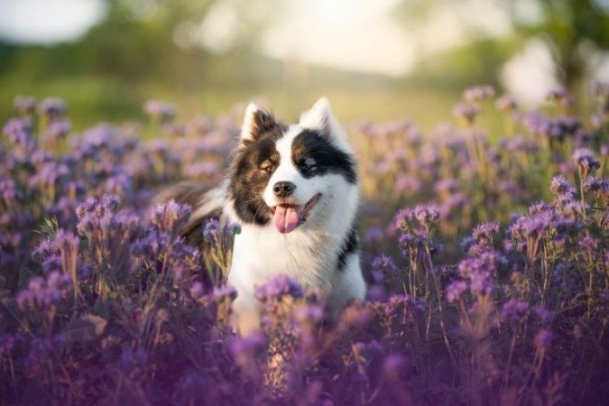 Os pets precisam de atenção redobrada durante a primavera(Imagem: nik174