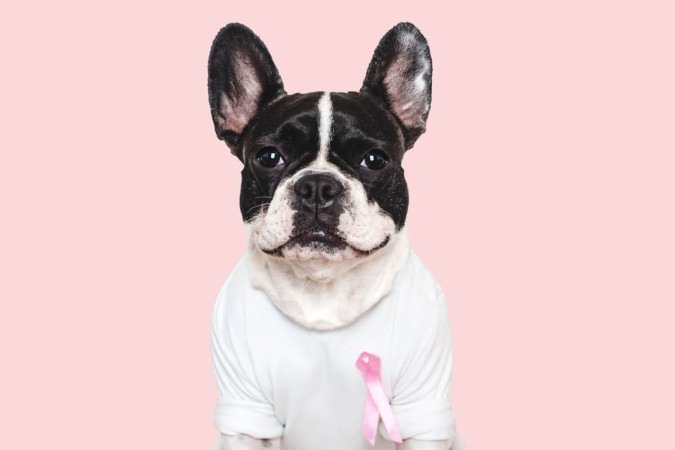 O câncer de mama também é uma doença comum em cadelas (Imagem: SvetikovaV