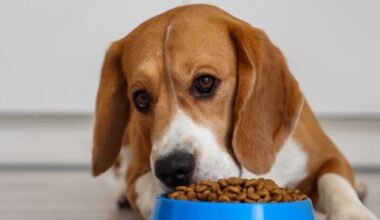 Equilíbrio da microbiota promove saúde digestiva e imunológica em pets