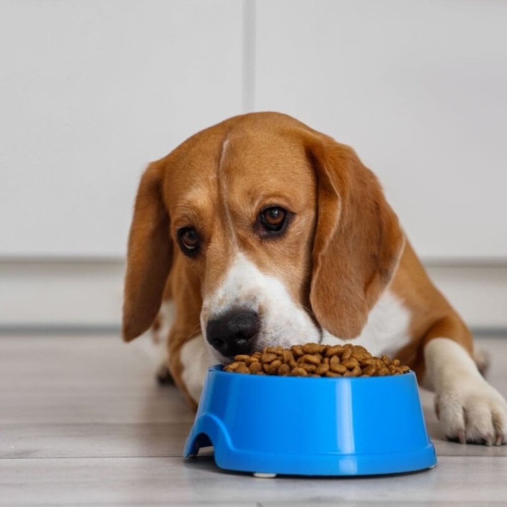 Equilíbrio da microbiota promove saúde digestiva e imunológica em pets