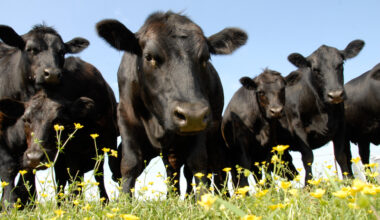 Espanha confirma primeiro caso de dermatite bovina