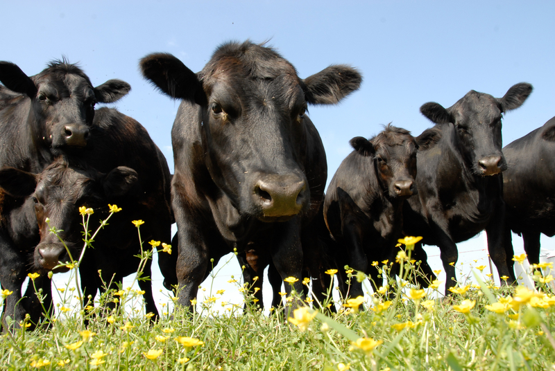 Espanha confirma primeiro caso de dermatite bovina