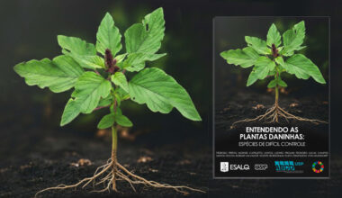 Imagem de uma planta com raízes e ao lado uma capa de livro com a mesma planta