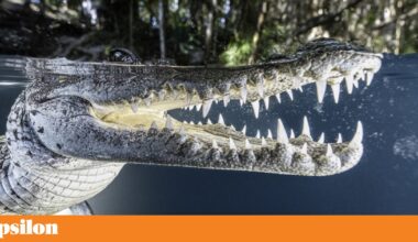 Quarta na TV: Cara a Cara com o Selvagem, Nero e Eiffel | Televisão