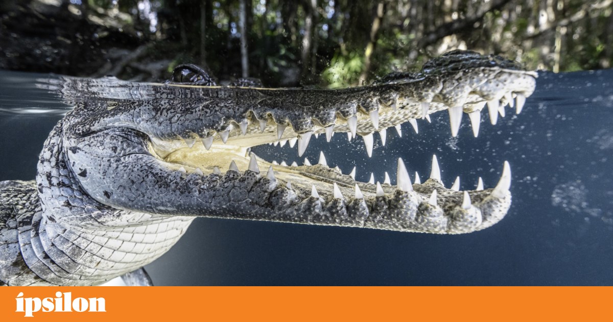 Quarta na TV: Cara a Cara com o Selvagem, Nero e Eiffel | Televisão