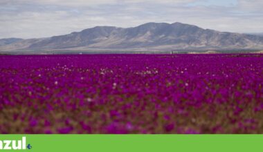 Flores desabrocharam no deserto do Atacama, um dos lugares mais secos do mundo | América do Sul