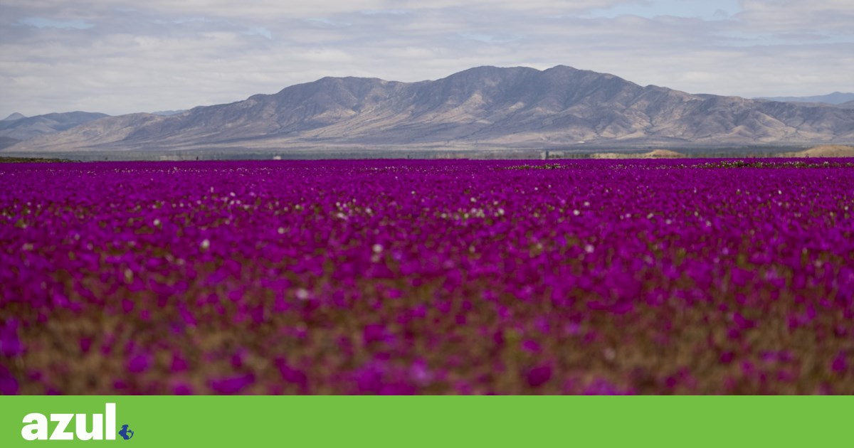 Flores desabrocharam no deserto do Atacama, um dos lugares mais secos do mundo | América do Sul