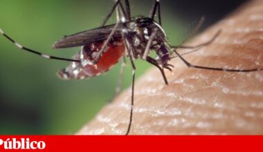 Mosquito-tigre identificado em Vila Verde. Não há casos de transmissão de doenças | Mosquitos
