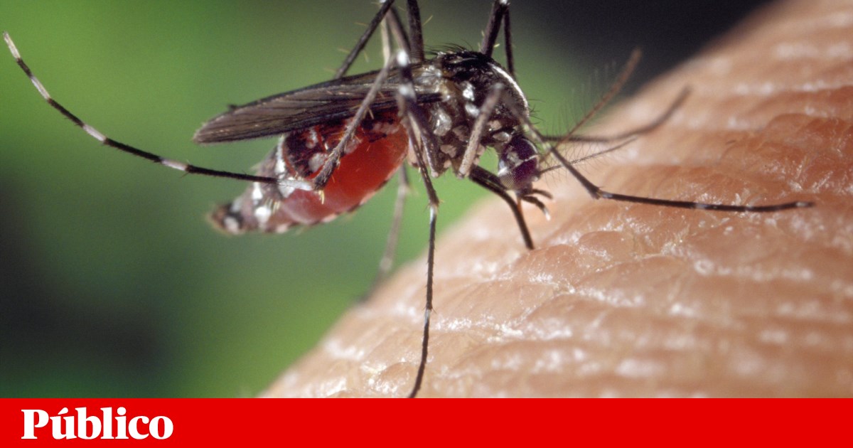 Mosquito-tigre identificado em Vila Verde. Não há casos de transmissão de doenças | Mosquitos