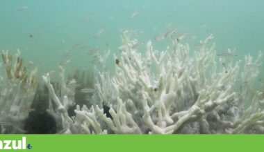 Terra ultrapassa primeiro “ponto sem retorno” com morte de corais tropicais | Alterações climáticas