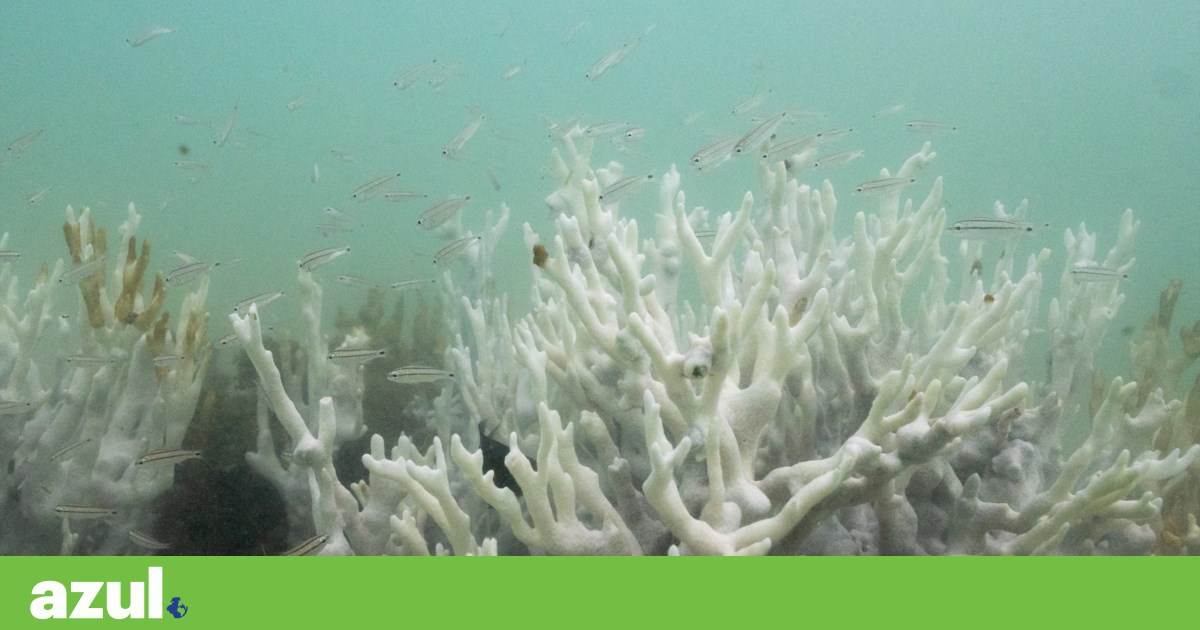 Terra ultrapassa primeiro “ponto sem retorno” com morte de corais tropicais | Alterações climáticas