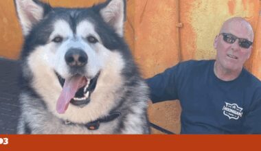 Mal é um cão de 82 quilogramas que se tornou uma “celebridade local” | Inglaterra