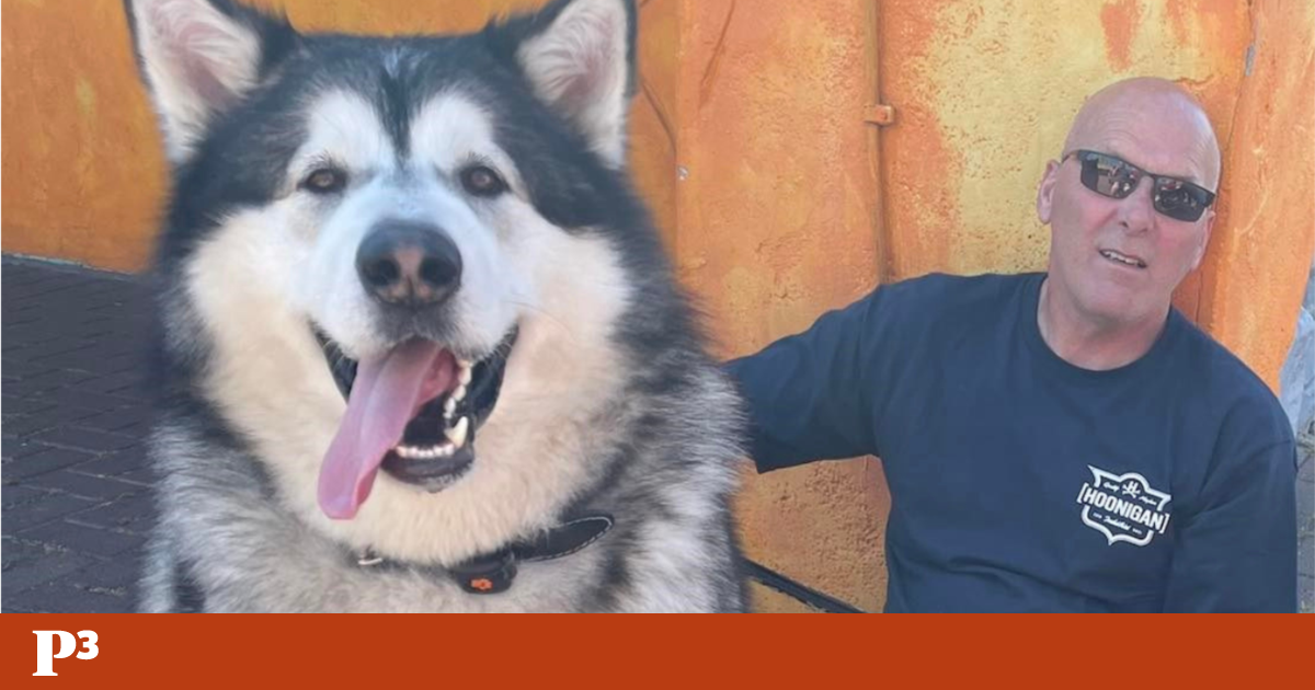 Mal é um cão de 82 quilogramas que se tornou uma “celebridade local” | Inglaterra