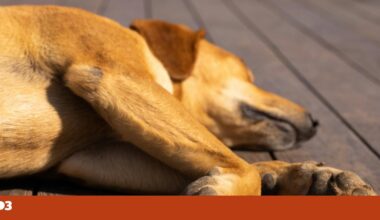 Animais de estimação podem ser considerados bagagem em voos, decide tribunal da UE | Animais