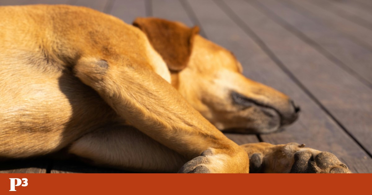 Animais de estimação podem ser considerados bagagem em voos, decide tribunal da UE | Animais