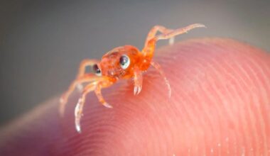 Milhões de caranguejos-vermelhos cobrem ilha australiana | Austrália