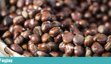 O que fazer neste fim-de-semana? Jantar no teatro, castanhas e tiras de BD | Lazer